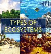 ecosystems 的图像结果