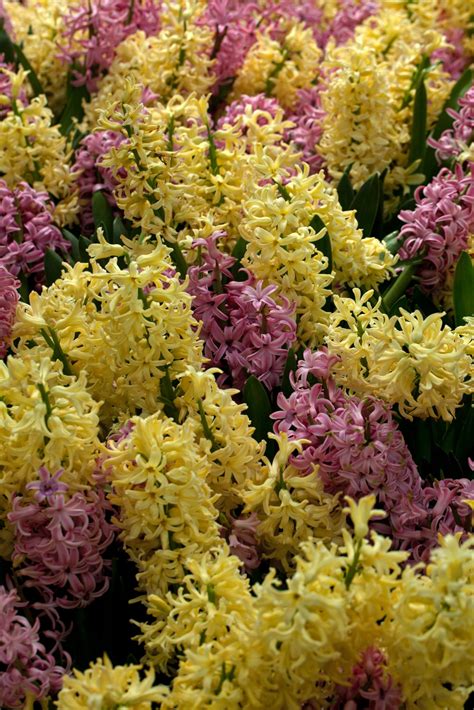 Learn How To Grow & Care For Hyacinth Plants - The Arches