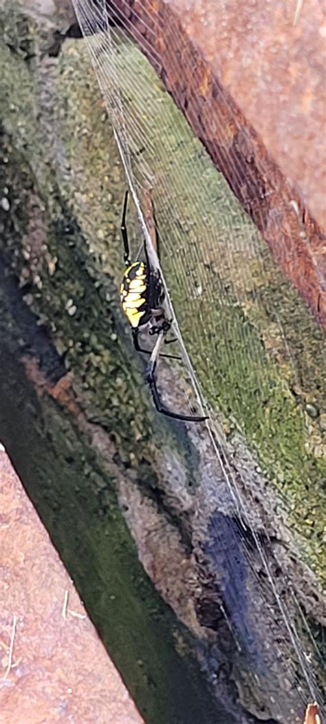 Easily the size of two quarters. Never seen anything like it. Is it ...