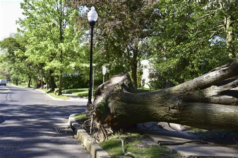 Tree Removal Failures 的图像结果