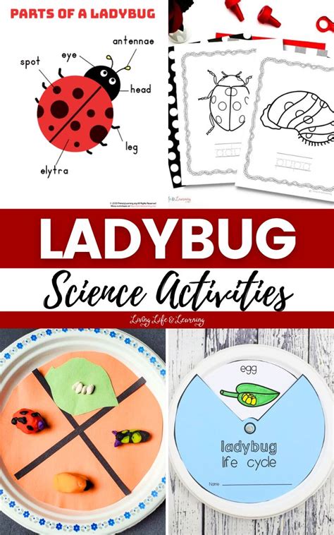 Image result for Ladybug Science