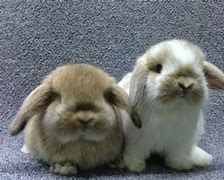 Image result for Broken Cream Holland Lop