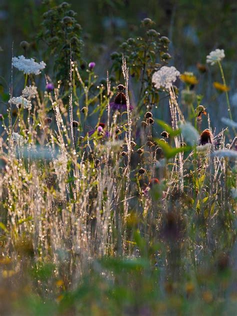 Grassland Ecosystem Plants