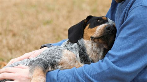 Kingman, AZ 86409 Veterinary Jobs | Kingman Animal Hospital