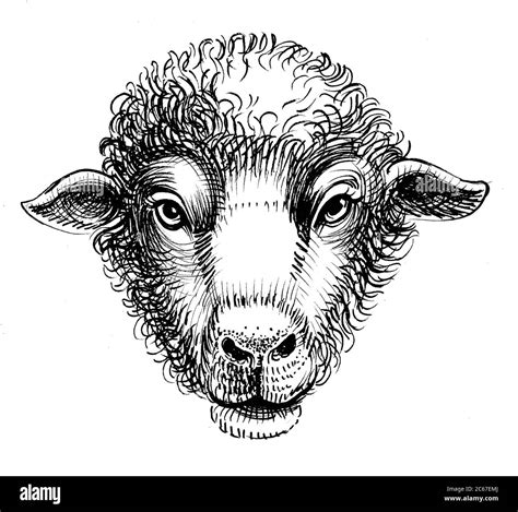 Realistic Sheep Head Drawing Head Sheep Sketch Black White Stock