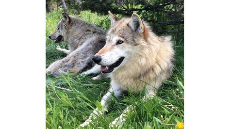 Image result for How to Draw Animals