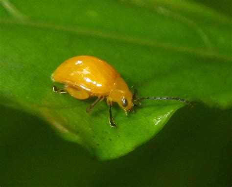 Yellow Beetle