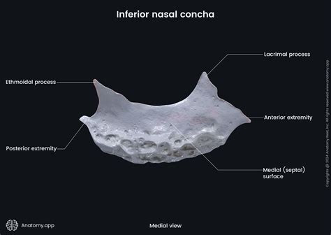 Inferior nasal concha | Anatomy.app