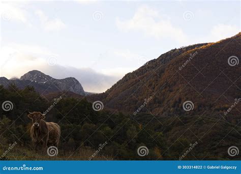Free Range Cattle on Autumn Meadow in Spanish Countryside Stock Photo ...