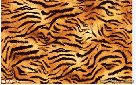 斑纹角马 的图像结果