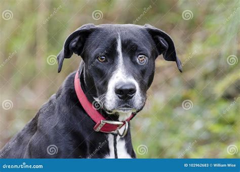 Black Labrador Hound Mixed Breed Dog Stock Image - Image of puppy ...