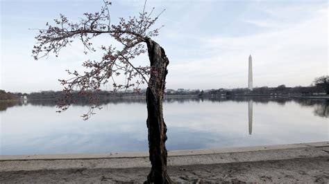 Image result for Stumpy Washington DC