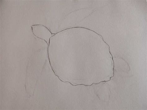 Image result for Real Turtle Shells Drawing