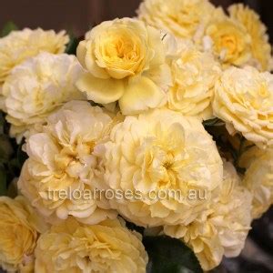 Rose Tree Splice 的图像结果