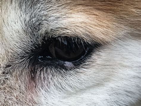 Sad Puppy Dog Eyes Black And White