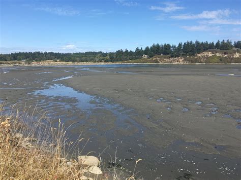 Deer Lagoon Advocacy — Whidbey Audubon Society