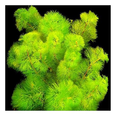 Moss and More - CABOMBA Aquatic Plant | Live Freshwater Aquarium Plant ...