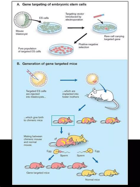 Transgenic Animal (KNOCKOUT MOUSE) production and Application | PPTX