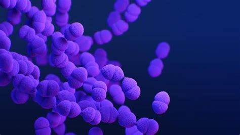 STREP 的图像结果