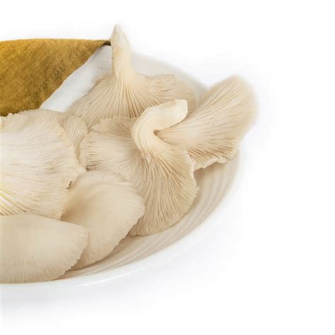 White Oyster | Shroomery