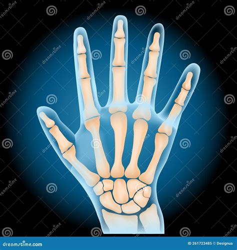 Carpal Bones With Hand Palm Skeletal Structure And Anatomy Outline Diagram Vector Illustration ...