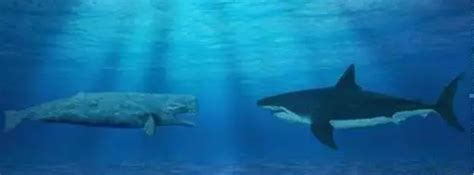 梅尔维尔鲸：可与巨齿鲨一争高下的鲸鱼