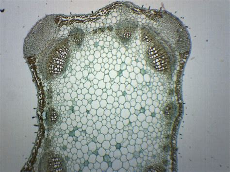 Lavender Stem, Cross Section - Prepared Microscope Slide - 75 x 25mm ...