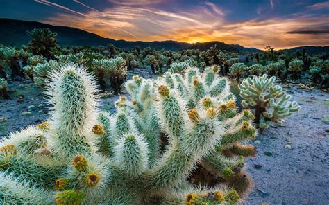 Cholla Cactus Garden, Joshua Tree NP, California, USA - ZWZ Picture