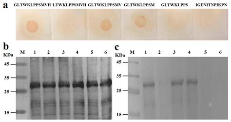 A Novel Peptide Isolated from a Phage Display Peptide Library Modeling ...