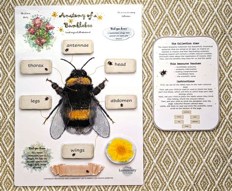 Anatomy Of A Bumble Bee Bumble Bee Identification TPWD