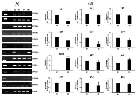 CYP2C19 Contributes to THP-1-Cell-Derived M2 Macrophage Polarization by ...