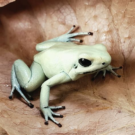 モウドクフキヤガエル（テリビリス） “ミント” Phyllobates terribilis “Mint“ | Amazonarium