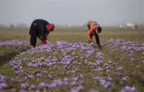 Indian-administered Kashmir saffron trade: Farmers facing off with ...
