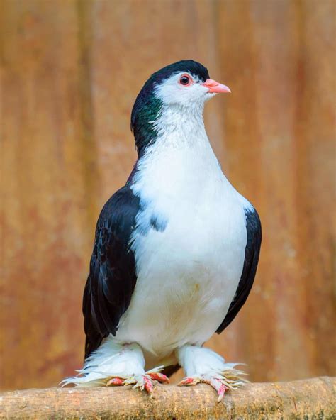 Species Of Pigeons