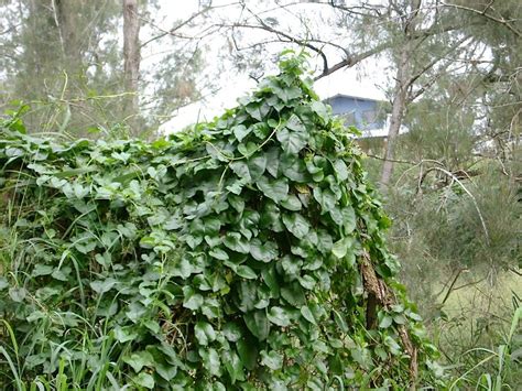 Invasive Weeds Workshop, Dayboro Community Hall, 15 August 2024 | AllEvents