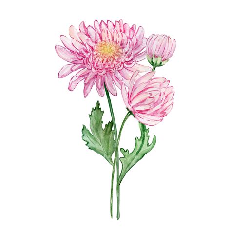 Premium Vector | Watercolor bouquet chrysanthemum november birth month ...