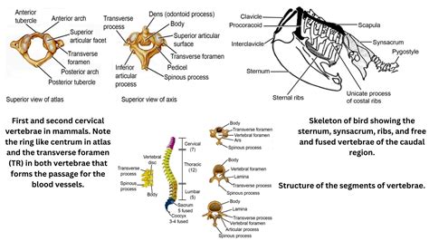 Skeletal System In Vertebrates - Axial and Appendicular Skeleton ...