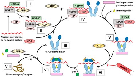 The HSP90 Family: Structure, Regulation, Function, and Implications in ...