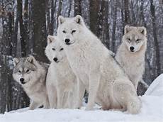 Wallpaper Wolf Pack Images by White Wolves Pack Ultra Hd Desktop Background Wallpaper Wallpaper Wolf Pack Images