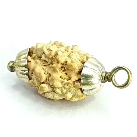 Three Mukhi Premium Rare Rudraksha