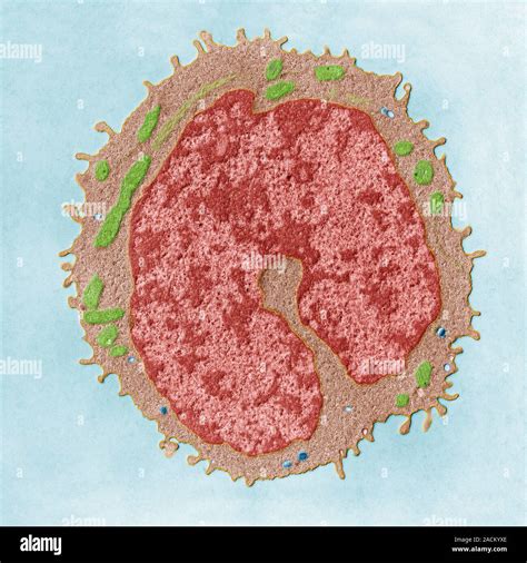 Image result for Monocyte Electron Microscope