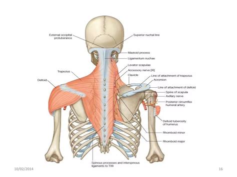 Muscles of shoulder | PPTX