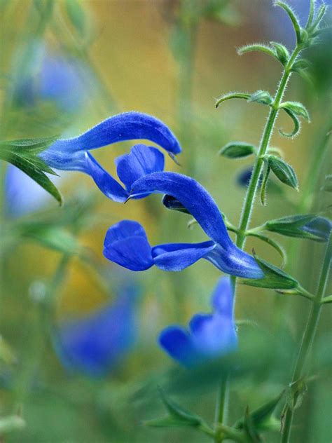 Breathtaking Compilation of Over 999 Blue Flower Images in Full 4K