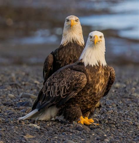 Bald Eagles - TexasPhotoman.com