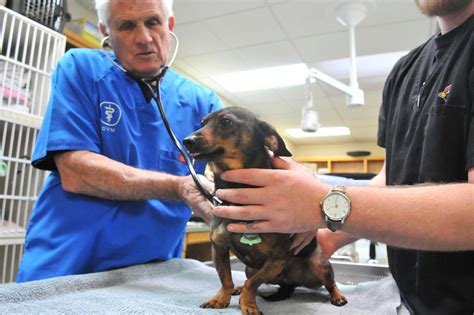 Can Humans Pass Flu To Dogs