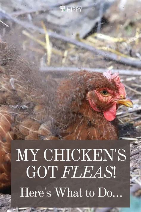 My Chicken's Got Fleas! Here's What to Do…