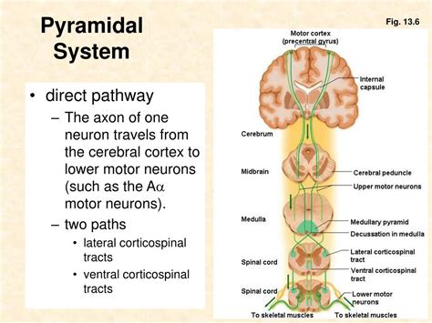 Image result for Extrapyramidal System