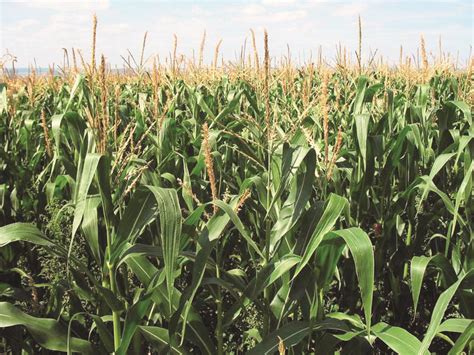 Govt plans to procure three types of pulses & maize at MSP