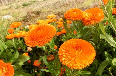 キンセンカ 花 に対する画像結果