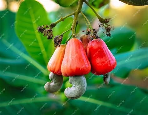Premium Photo | Cashew fruit trees on plantation close up selected The ...